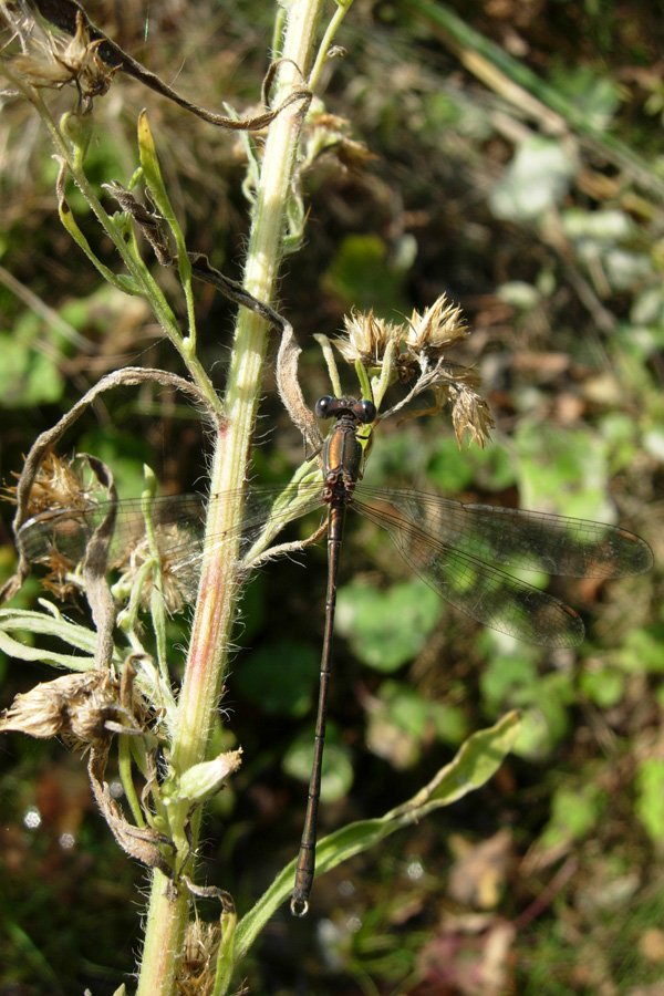 2 libellule dal Rio Rocca:  Chalcolestes cfr. viridis e Sympetrum striolatum